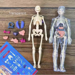 BodyVision™ Clear Anatomy Model
