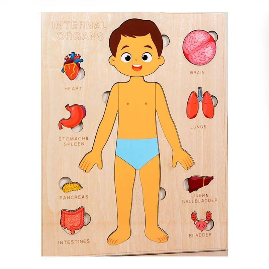 Montessori Wooden Human Body Organs Puzzle – Educational Anatomy Board