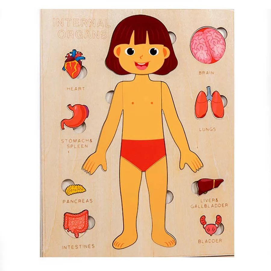 Montessori Wooden Human Body Organs Puzzle – Educational Anatomy Board