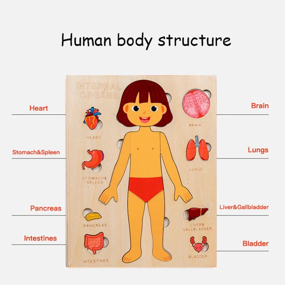 Montessori Wooden Human Body Organs Puzzle – Educational Anatomy Board