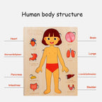 Montessori Wooden Human Body Organs Puzzle – Educational Anatomy Board