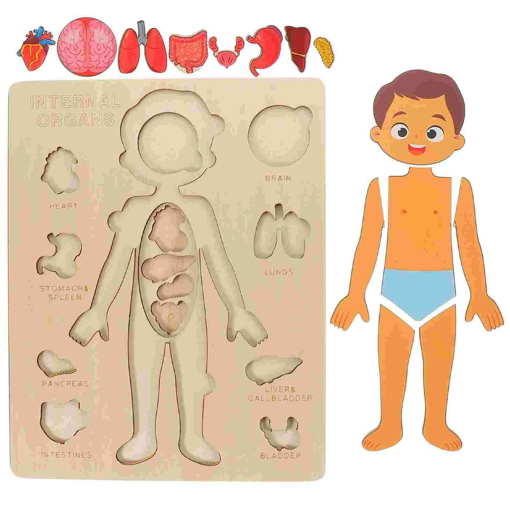 Montessori Wooden Human Body Organs Puzzle – Educational Anatomy Board